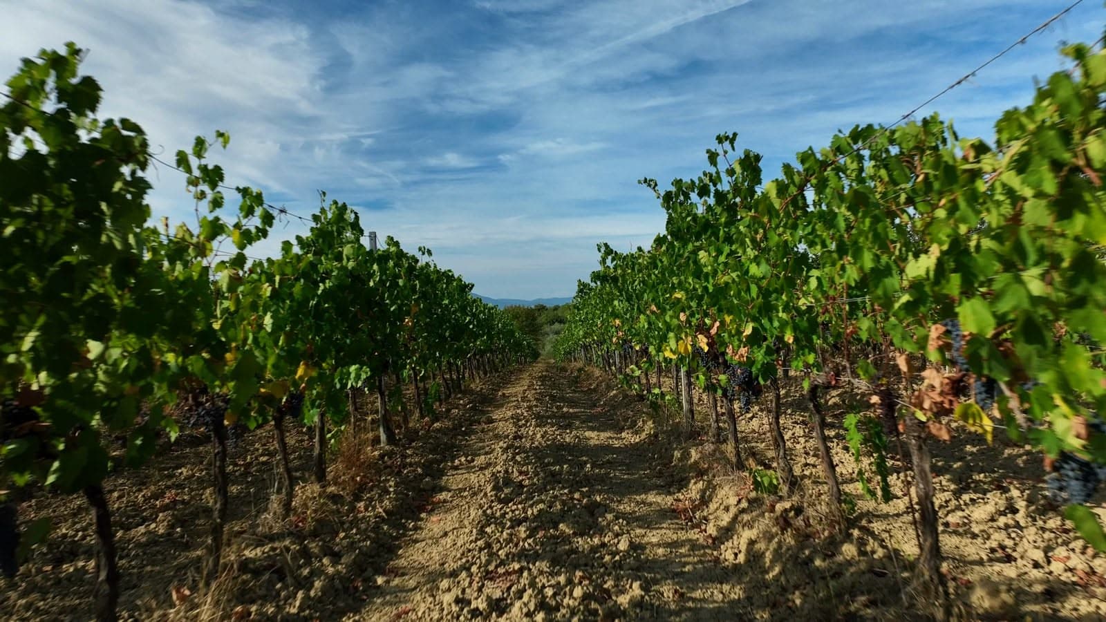 Filari di vigna della tenuta Fumanelli