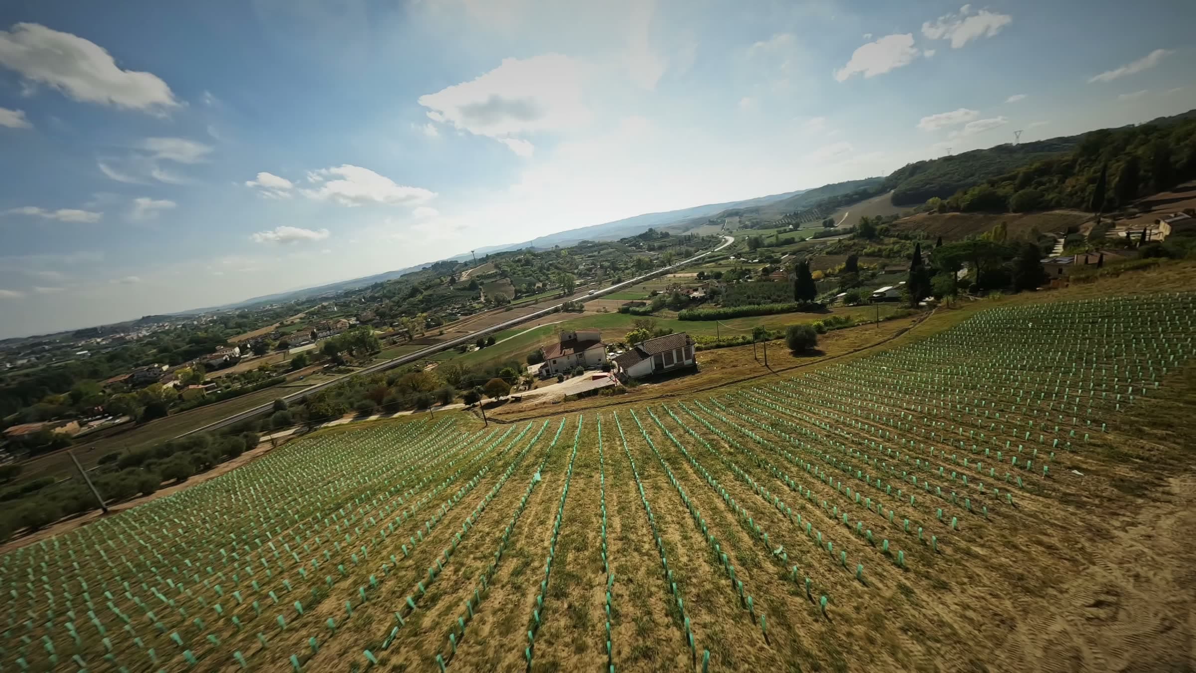 Filari di vigna