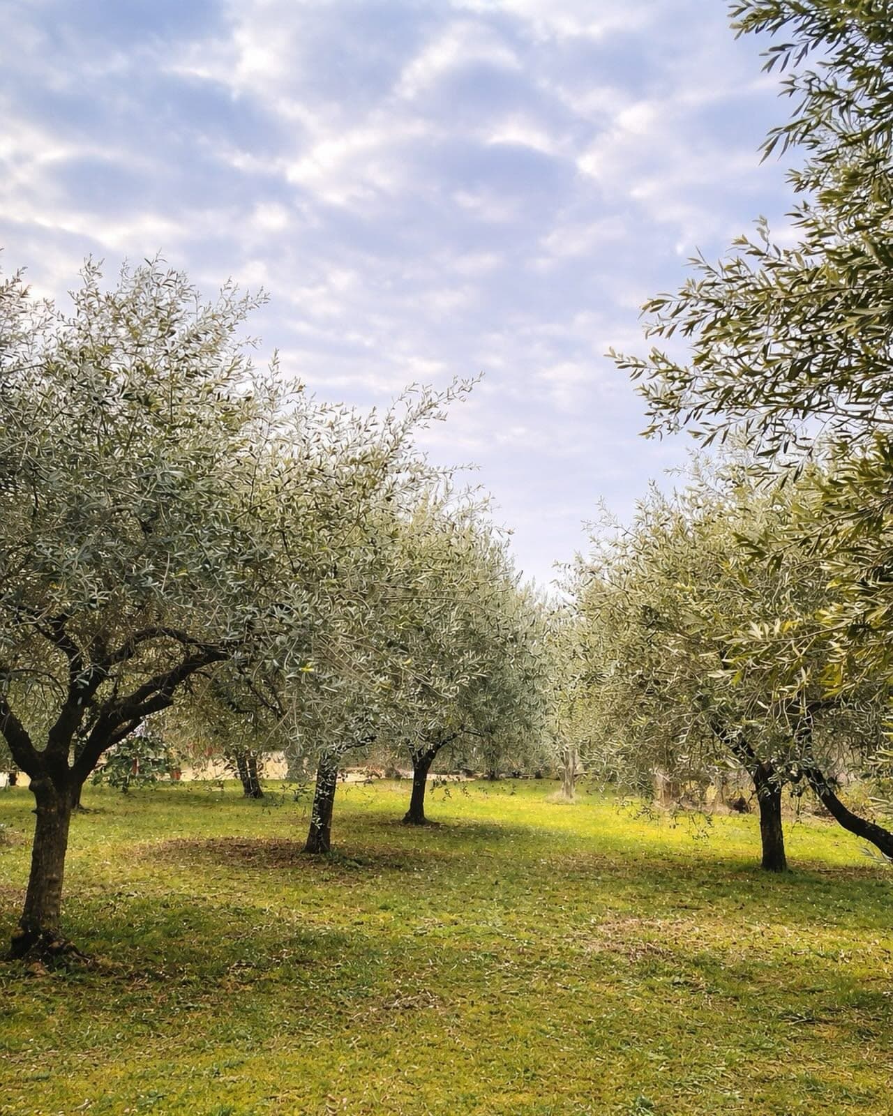 Gli Oliveti