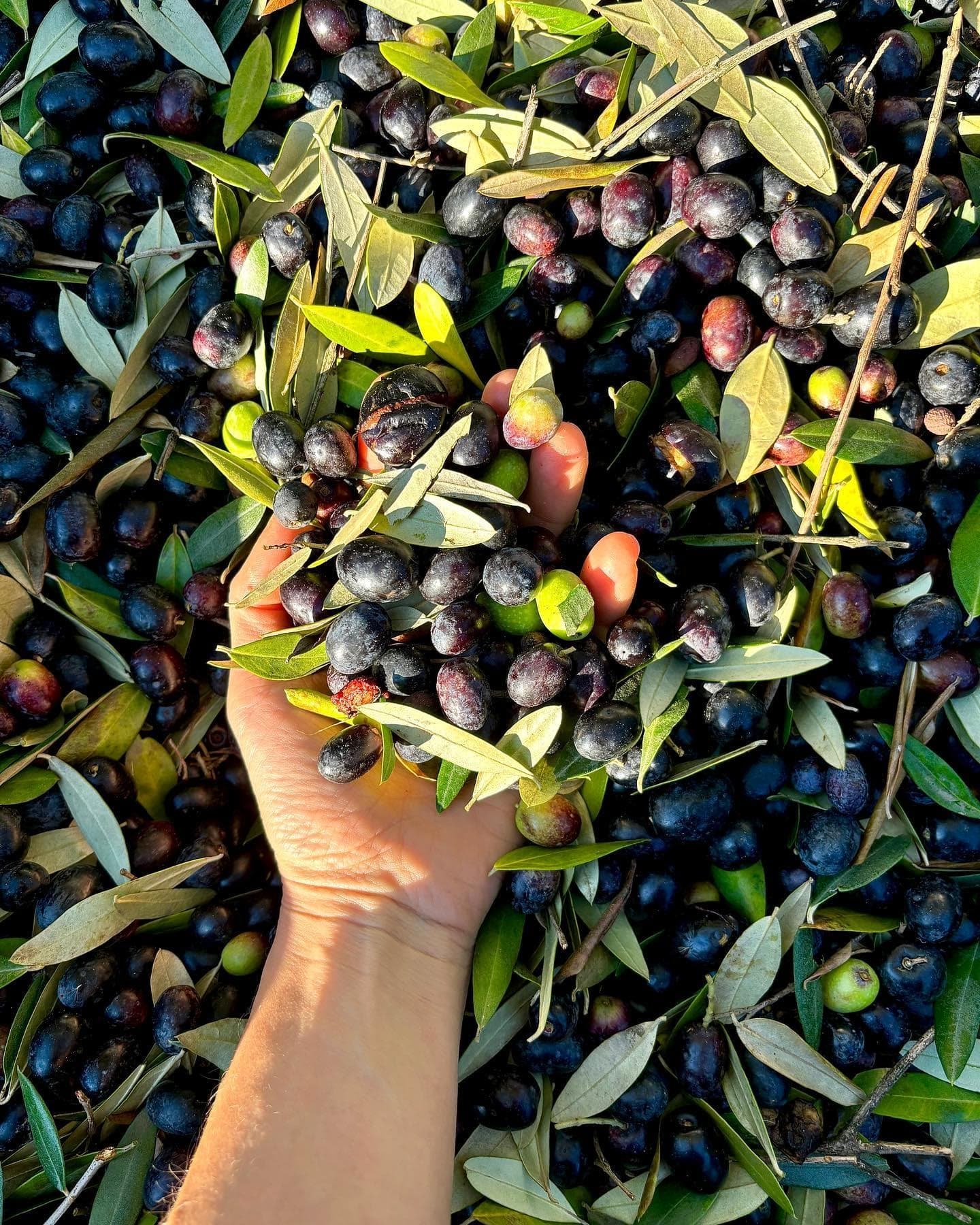Raccolta delle Olive