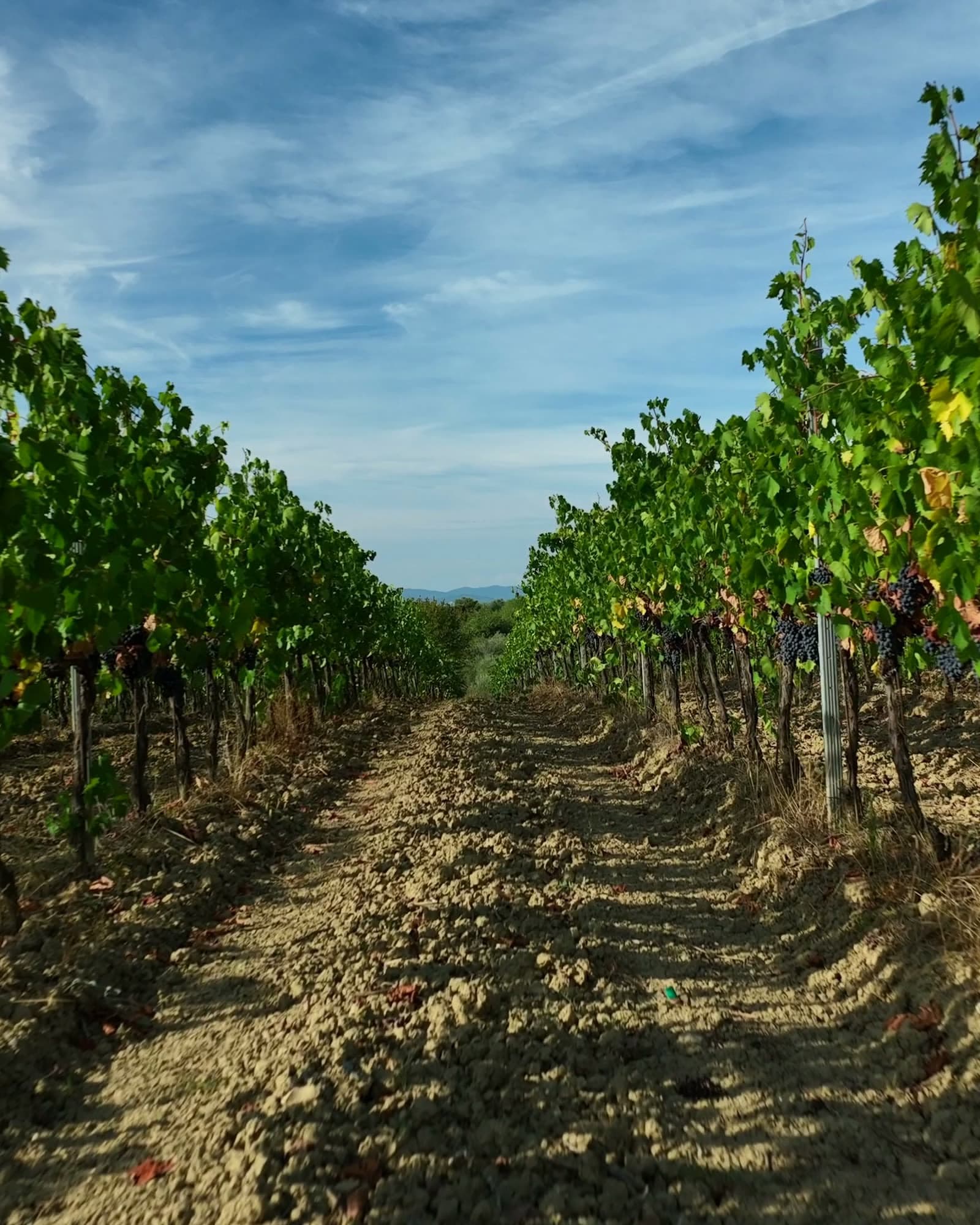 I Vigneti